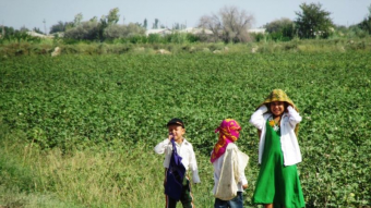 Дети вернулись на хлопковые поля Туркменистана