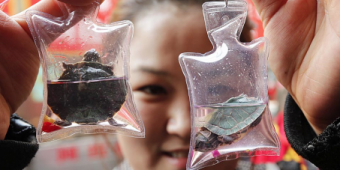 В Китае стали продавать брелоки из живых черепах и ящериц