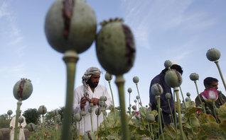 О наркоситуации в Афганистане