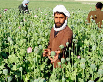 ООН: В Афганистане в текущем году выращен рекордный урожай мака