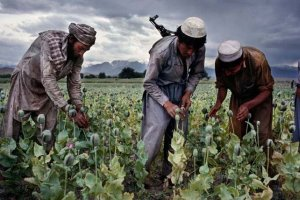 Афганистан собрал рекордный урожай опийного мака