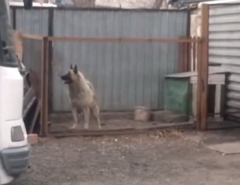 Карагандинская собака своим танцем покорила Интернет