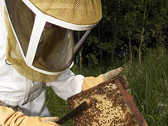 «Вам мед с мелом или клеем?» Что мешает развитию пчеловодства в Таджикистане