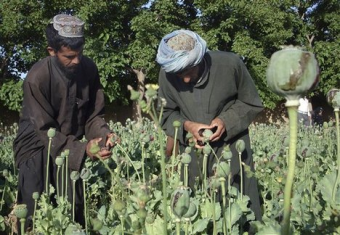 Американский журналист объявил США соучастником наркоторговли в Таджикистане
