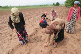 Сельское хозяйство Таджикистана на плечах женщин