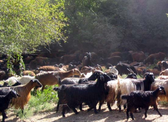 Сельчане-таджики просят вернуть арестованный узбекскими пограничниками скот