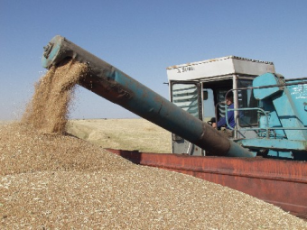 Узбекистан помог в сборе урожая зерновых в кыргызском эксклаве Барак