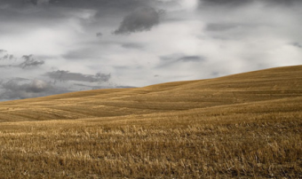 Латифундисты на сене. Казахстанские агрохолдинги лидируют в мировых рейтингах по размерам контролируемых площадей
