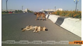 Собака целый день охраняет сбитую машиной дворняжку в Уральске (Казахстан)