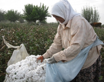 Кыргызстан надеется на обильный урожай хлопка