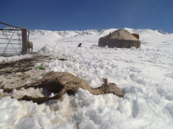 Первый снег застал врасплох чабанов в Кыргызстане