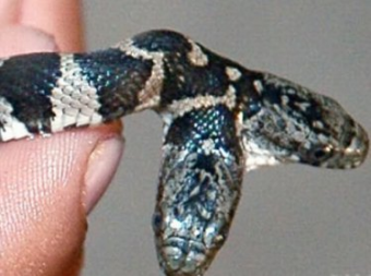 В Узбекистане нашли живую двуглавую змею