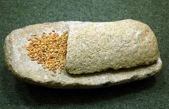 5-тысячелетние зерна пшеницы – главная ценность коллекции Музея «Ак бугдай» - Туркменистан