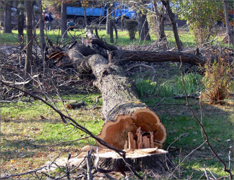 Узбекистан: Органы власти не в курсе того, почему массово уничтожаются деревья