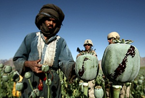 Экспорт наркотиков из афганистана рост марихуаны по дням фото