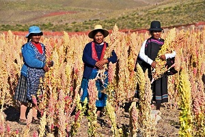 Киргизия будет выращивать космическое зерно