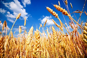 Казахстанское зерно больше не доминирует в Центральной Азии