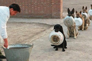 Продовольственный паек служебной собаки в Кыргызстане в три раза выше, чем у сотрудника милиции