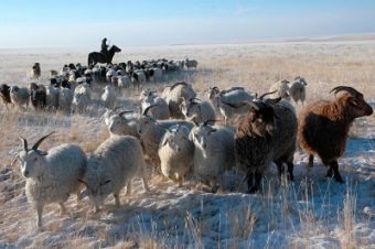 Правительство Монголии подарит желающим 100-150 голов скота