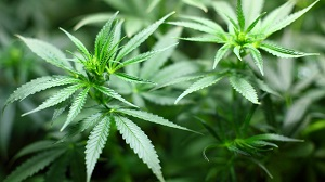Казахстану предложили экспортировать марихуану