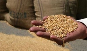 Казахстан и Россия вводят временные квоты на экспорт зерновых