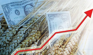 Игры в «восточный базар» ударили по Узбекистану и другим импортерам зерна 