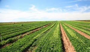 Сельское хозяйство может стабилизировать экономики Центральной Азии
