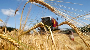 Казахстан. Аграрная отрасль в период пандемии: как она противостоит кризису?