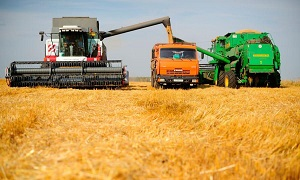 Казахстан. Экспорт пшеницы упал на четверть, но правительство настроено позитивно