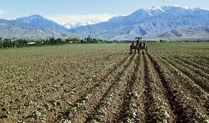 Земля и люди: развитие дехканских хозяйств Таджикистана в цифрах