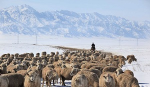 Как Минсельхоз Киргизии планирует спасать продовольственную безопасность