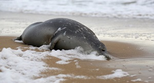 На туркменском побережье Каспийского моря обнаружены сотни мёртвых тюленей и тысячи рыб