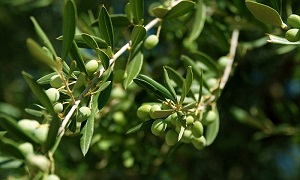 Узбекистан может стать ведущим производителем оливкового масла в Центральной Азии