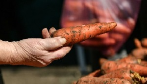Таджикистан. Морковный дефицит. Власти объяснили, почему подорожала морковка