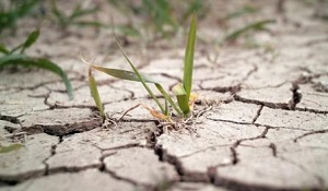 Будет нечего есть? Нехватка воды в Кыргызстане может повлиять на осенний урожай