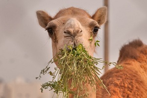 Туркменские ученые разрабатывают способ получения сухого экстракта верблюжьей колючки