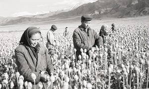 Как в Кыргызстане выращивали опийный мак и чем это закончилось
