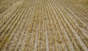 Казахстан может потерять четверть урожая зерновых из-за засухи в Евразии
