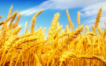 Пшеница в казахской степи. 2 часть 