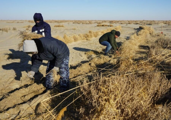 Целинное приграничье России и Казахстана: экологические проблемы решать вместе