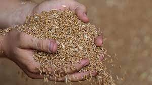 КНР призвала создать зеленый коридор для экспорта зерна из РФ и Украины