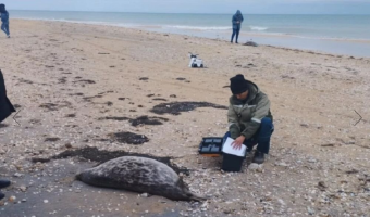 Власти признали возможность массовой гибели тюленей на Каспии от выбросов сероводорода из-за деятельности западных компаний