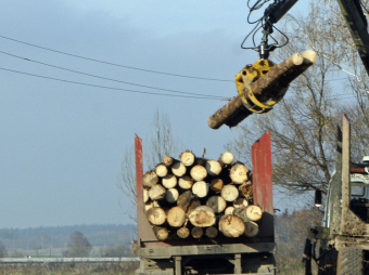 Откуда дровишки: Эмираты и Казахстан через Эстонию наладили схемы поставок нелегальной российской древесины