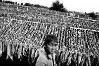 Американская компания «Филип Моррис» активно эксплуатировала детский труд в Казахстане