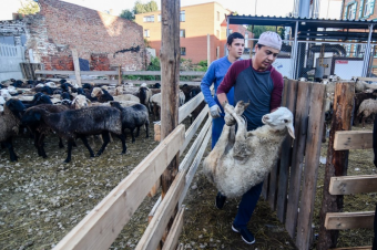 Сколько стоит жертвенный баран в Таджикистане?