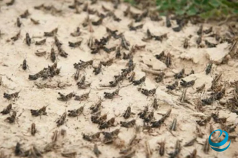 Центральная Азия объединяется против саранчи