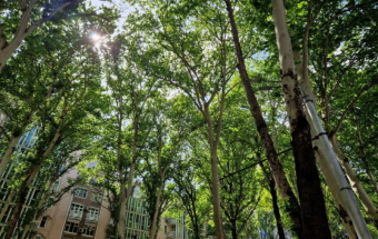 Тень против смога! Что нужно сажать в Душанбе, чтобы очистить грязный воздух столицы? 