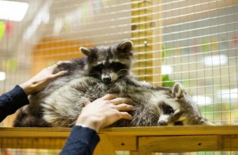 Казахстан первый в Центральной Азии запретил контактные зоопарки: Почему это важно для всего региона? 