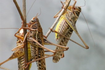 Нашествие саранчи в Душанбе. Стоит ли ее бояться? 