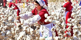 Своего мало? Узбекистан хочет покупать хлопок у США